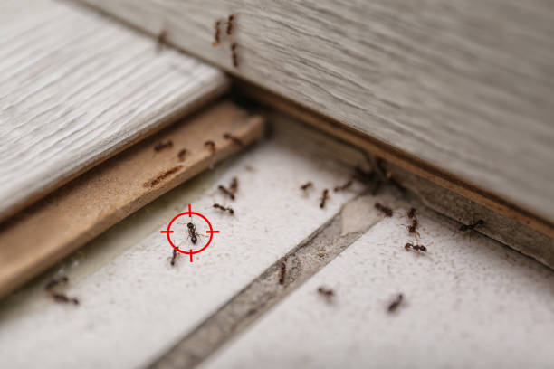 Best Termite Control Services  in South Carthage, TN